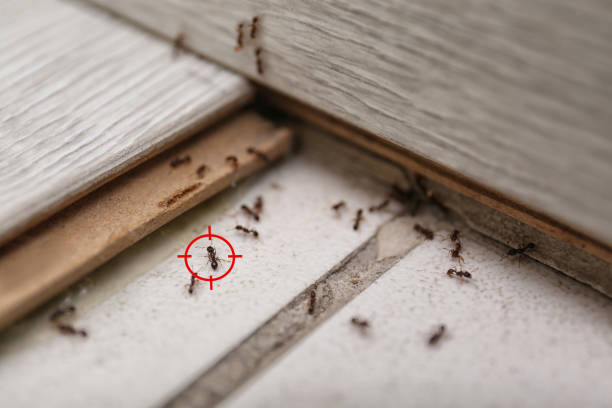 South Valley, NM Pest Control Company