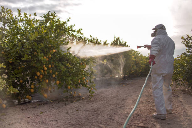 Best Local Pest Control Services  in South Valley, NM