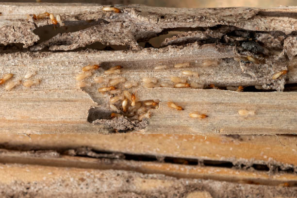 Spider Control Near Me in South Valley, NM