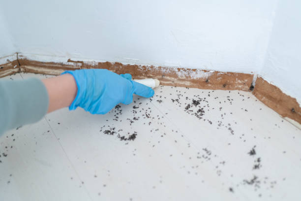 Best Pest Removal Services  in South Valley, NM